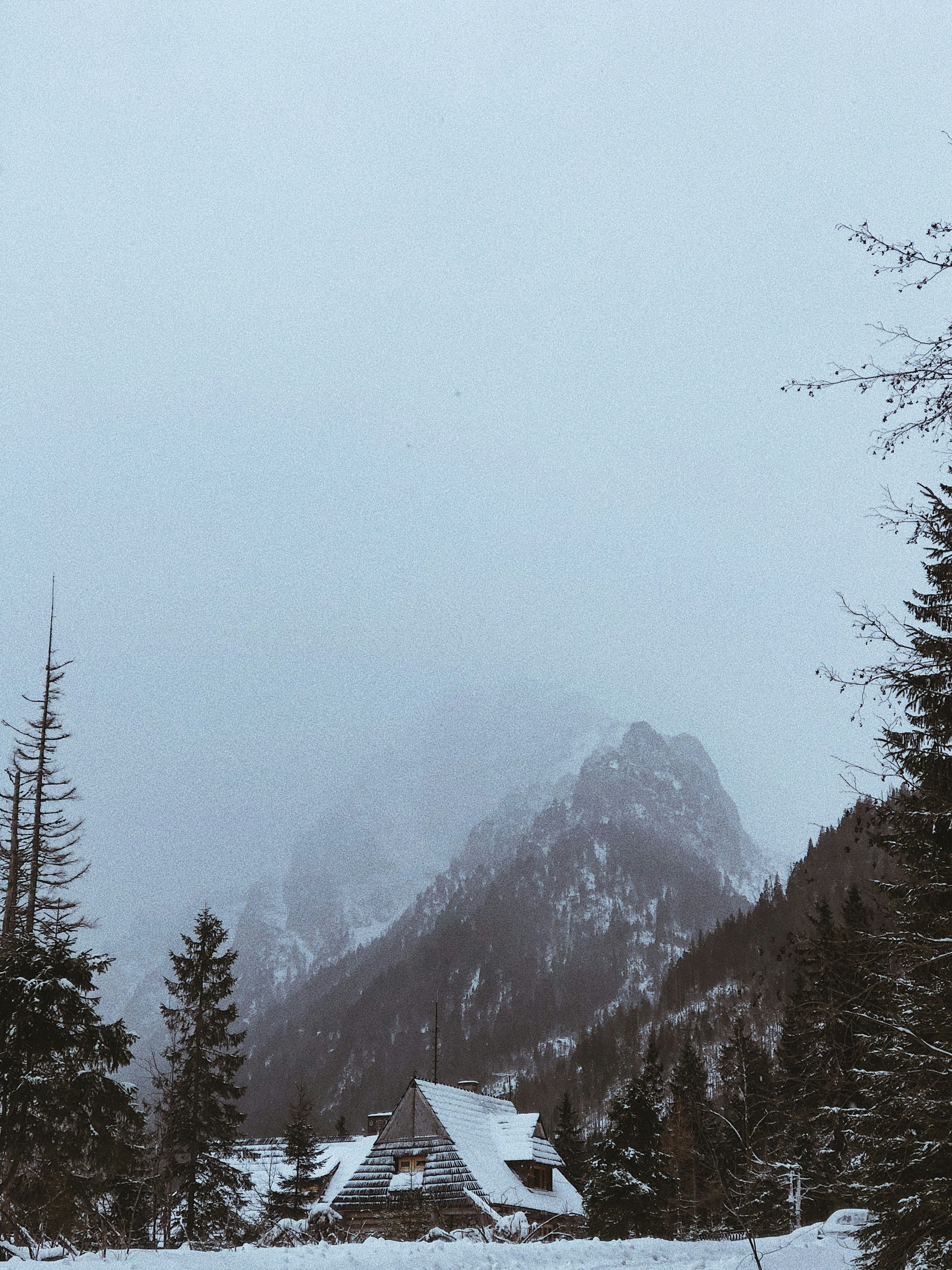 green trees on mountain during daytime